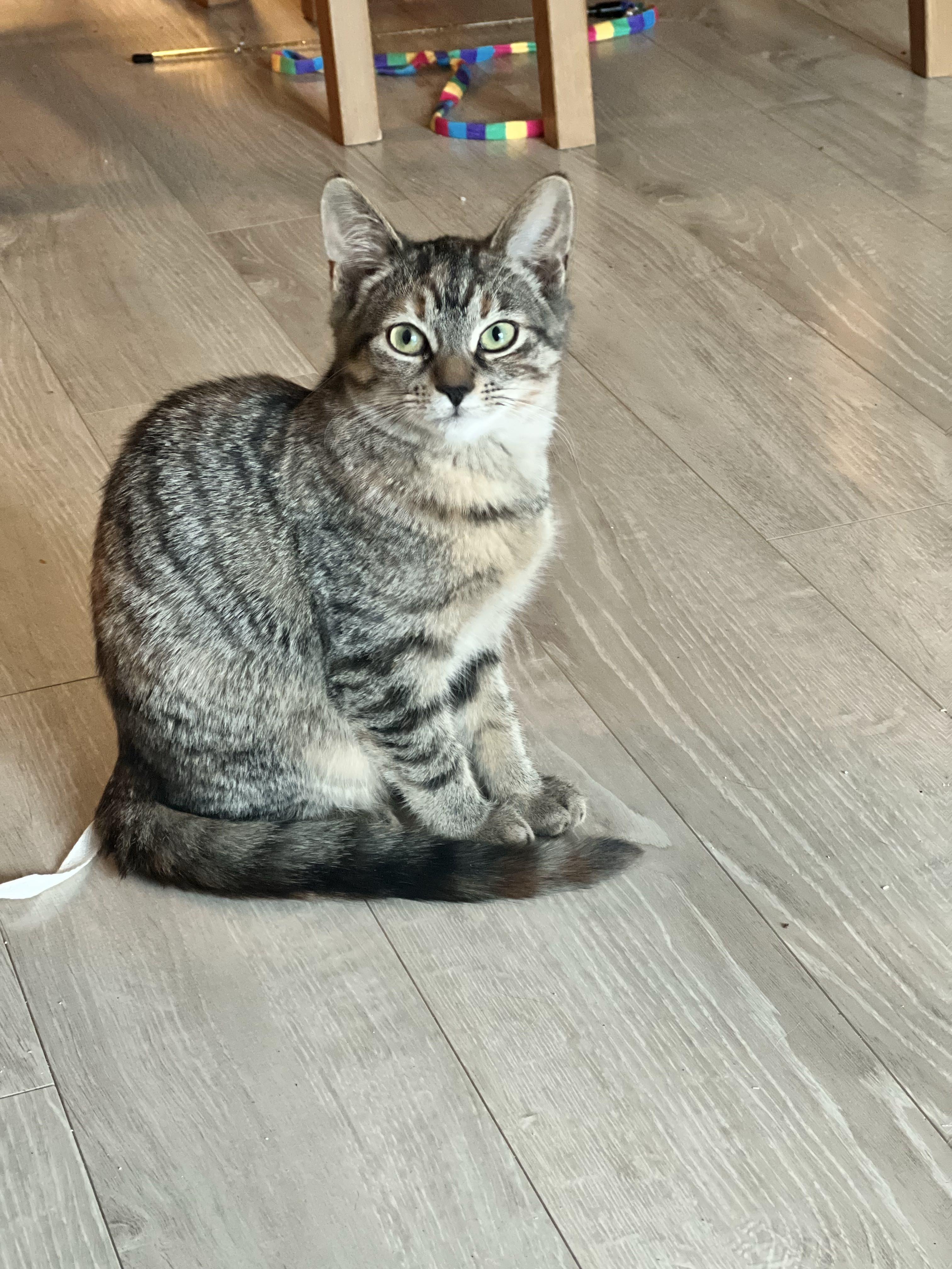 Enlarge Whiskey *MUST BE ADOPTED WITH JACK*, a ADOPTABLE Domestic Short Hair in Toronto, ON image 2/5