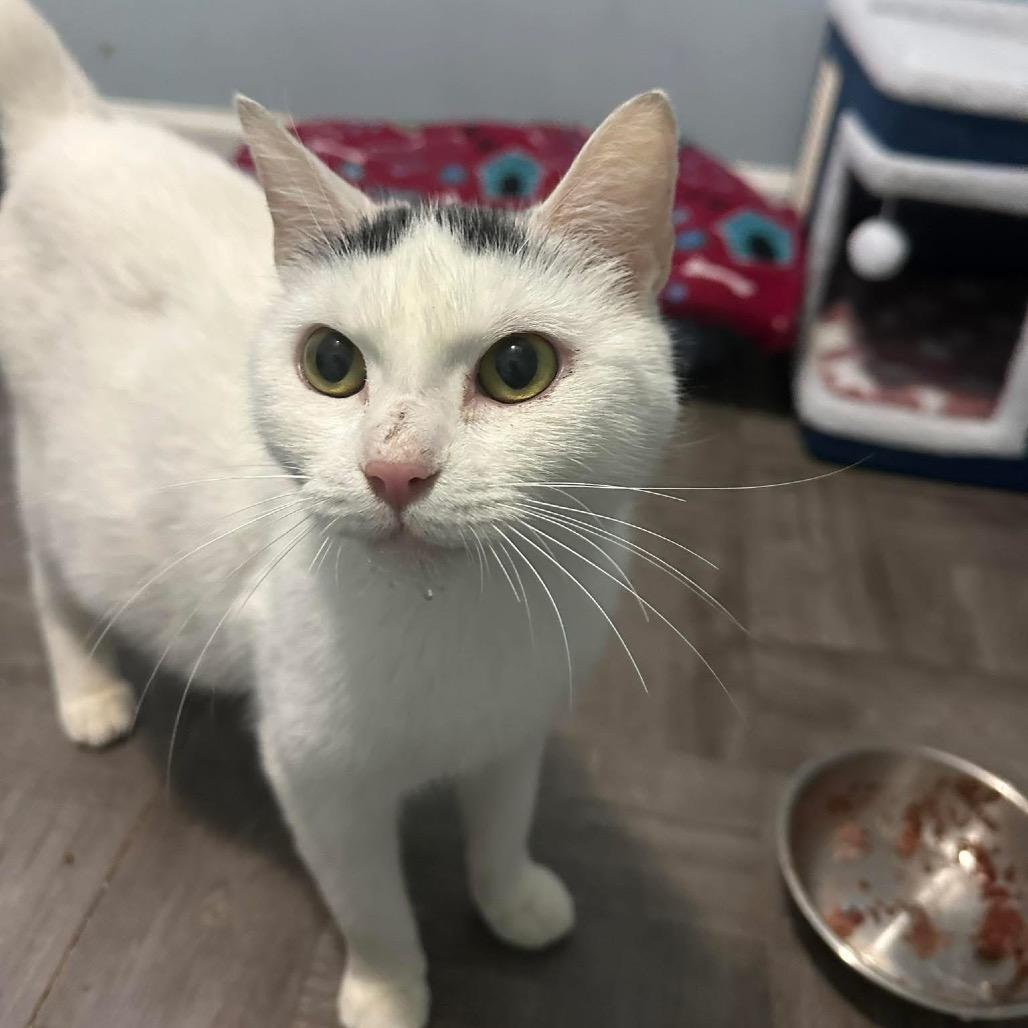 Enlarge Holly, a Adoptable Domestic Short Hair in Pasadena , MD image 1/2