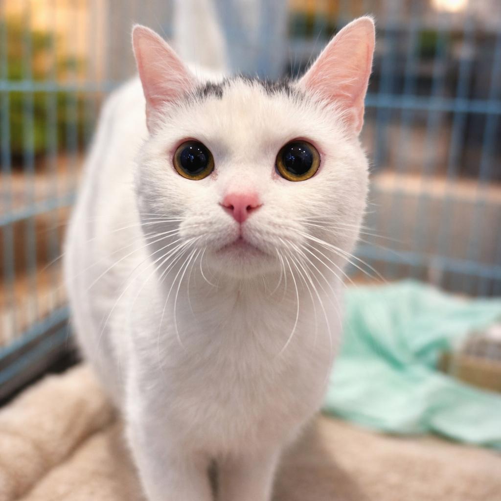 Enlarge Holly, a Adoptable Domestic Short Hair in Pasadena , MD image 2/2