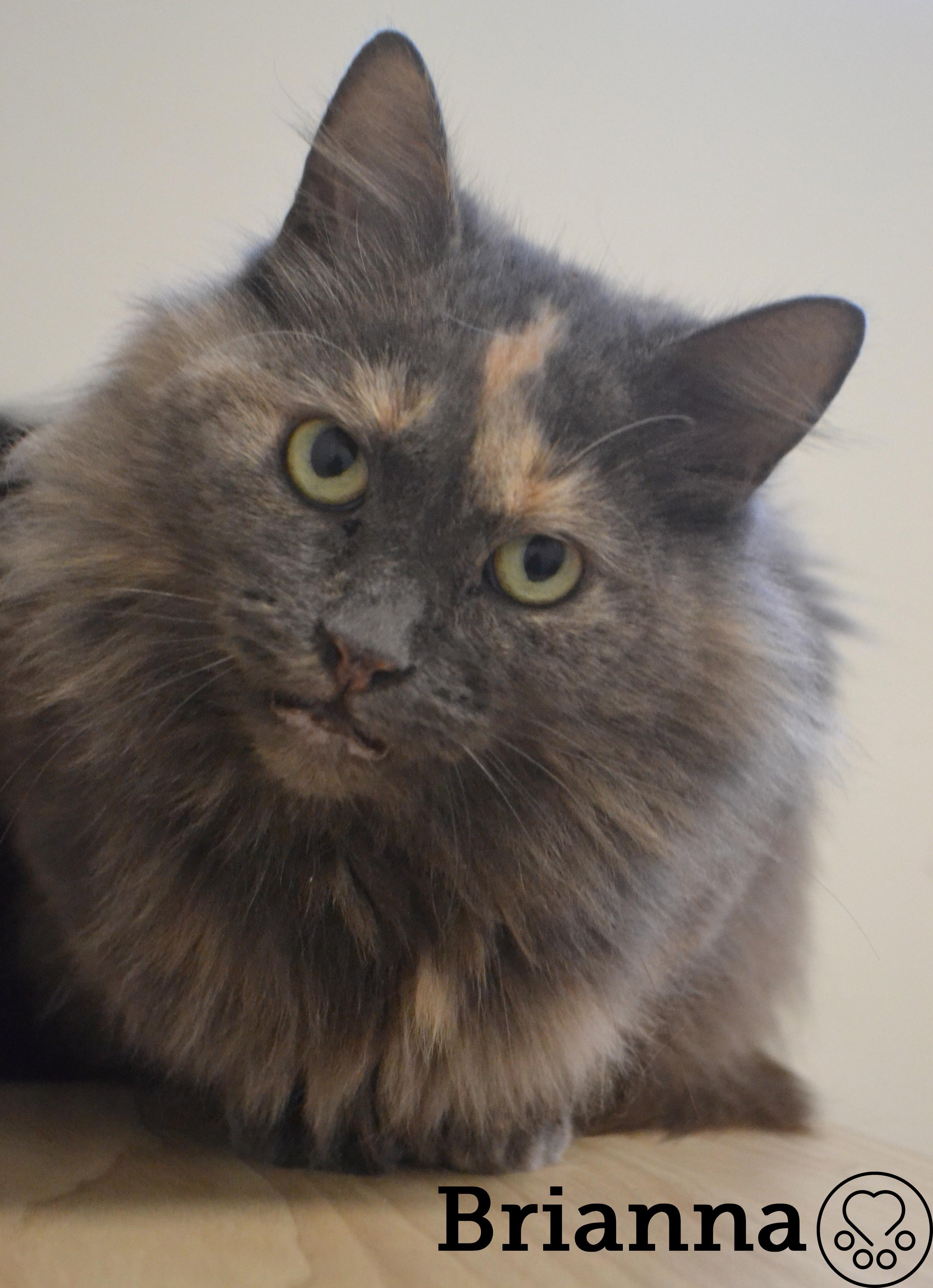 Brianna, ADOPTABLE, Senior Female Domestic Long Hair.