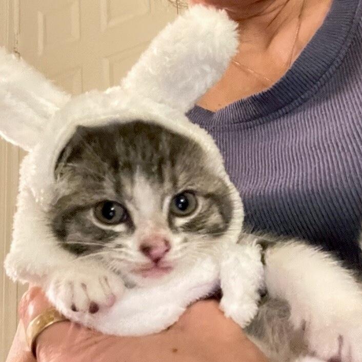 Guppy Fish — thumbnail 2