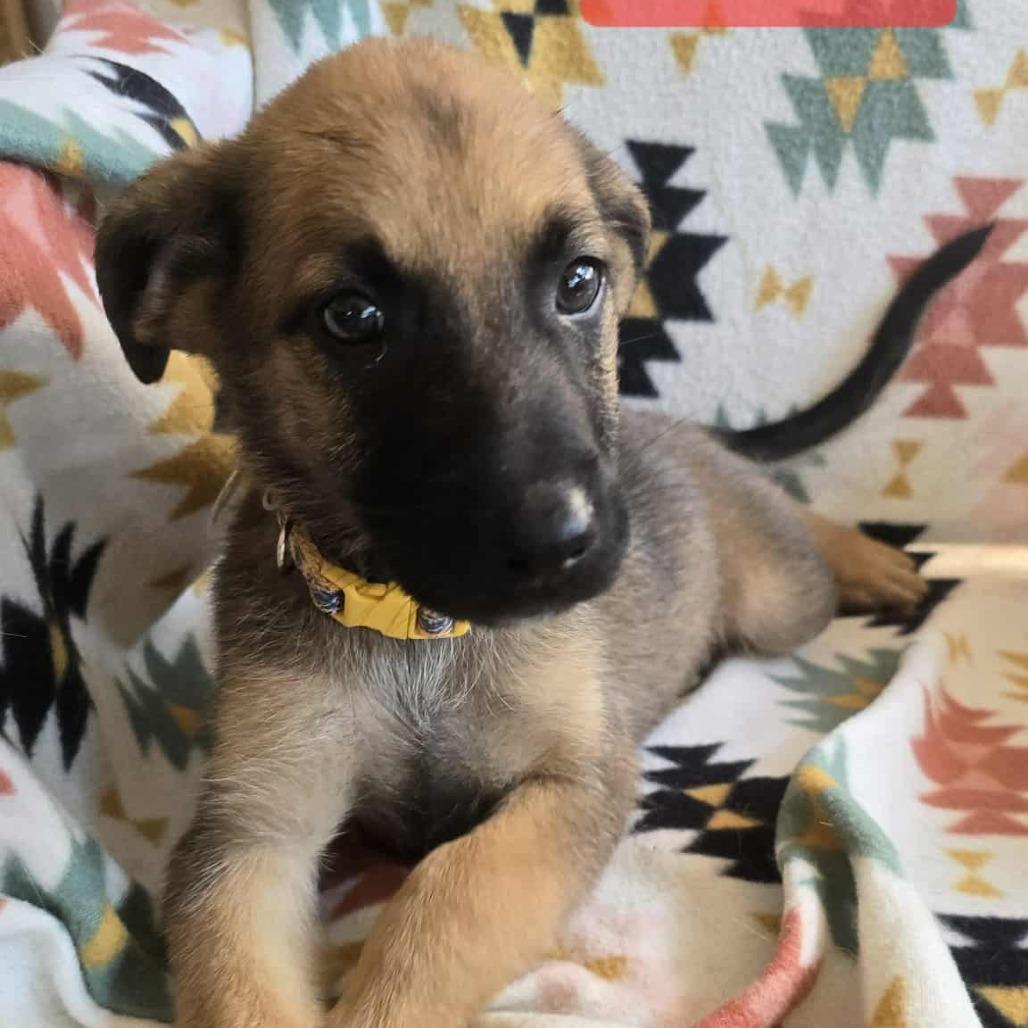 Aurelia, Adoptable, Puppy Female German Shepherd Dog.