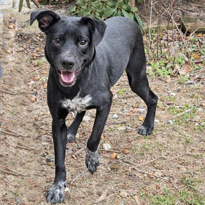 Lynn, Adoptable, Adult Female Retriever & Mixed Breed.