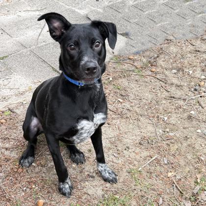 Enlarge Lynn, a Adoptable mixed breed in Voorhees, NJ image 2/3