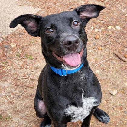 Enlarge Lynn, a Adoptable mixed breed in Voorhees, NJ image 3/3