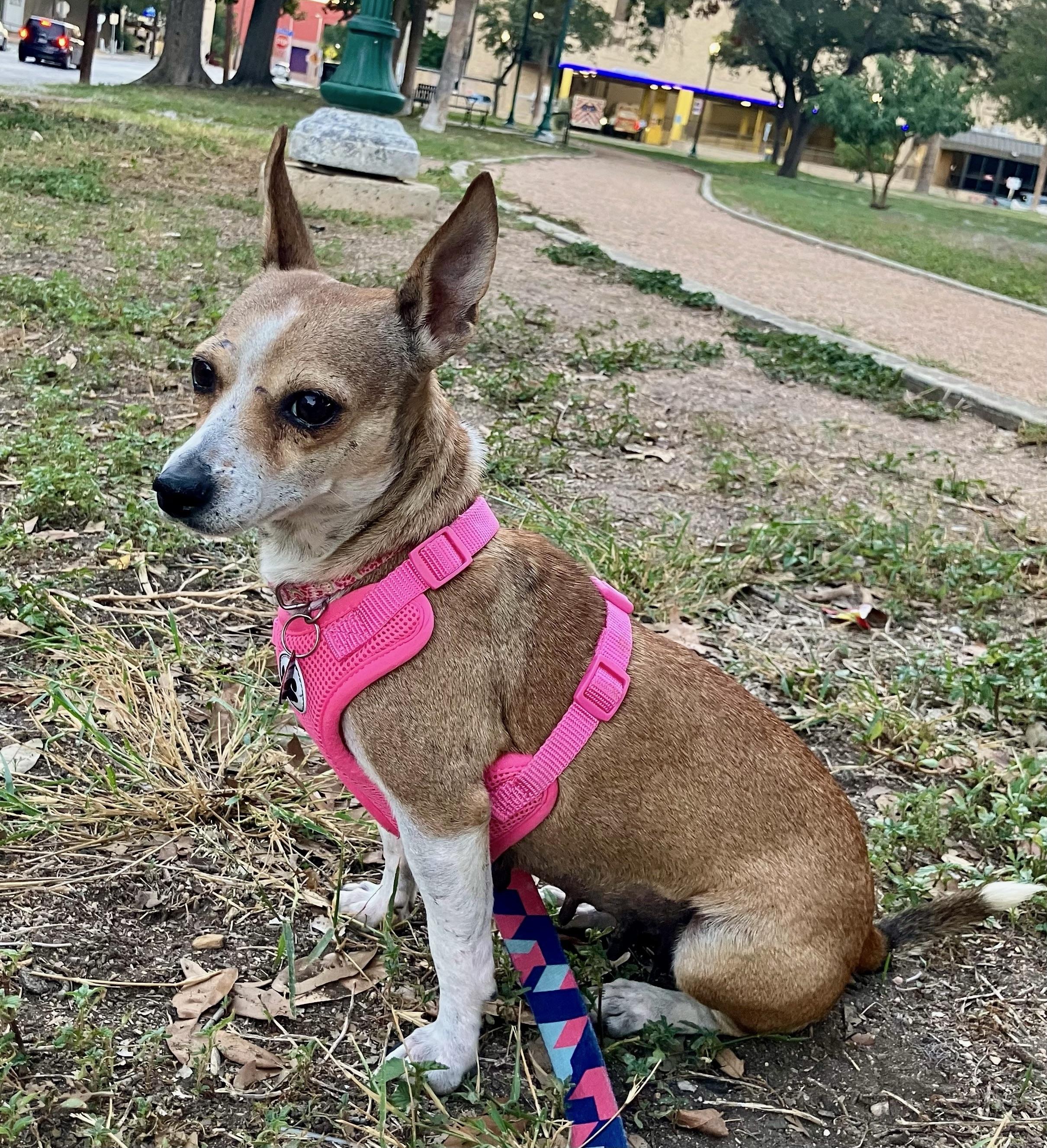 Brandy, Adoptable, Young Female Chihuahua.