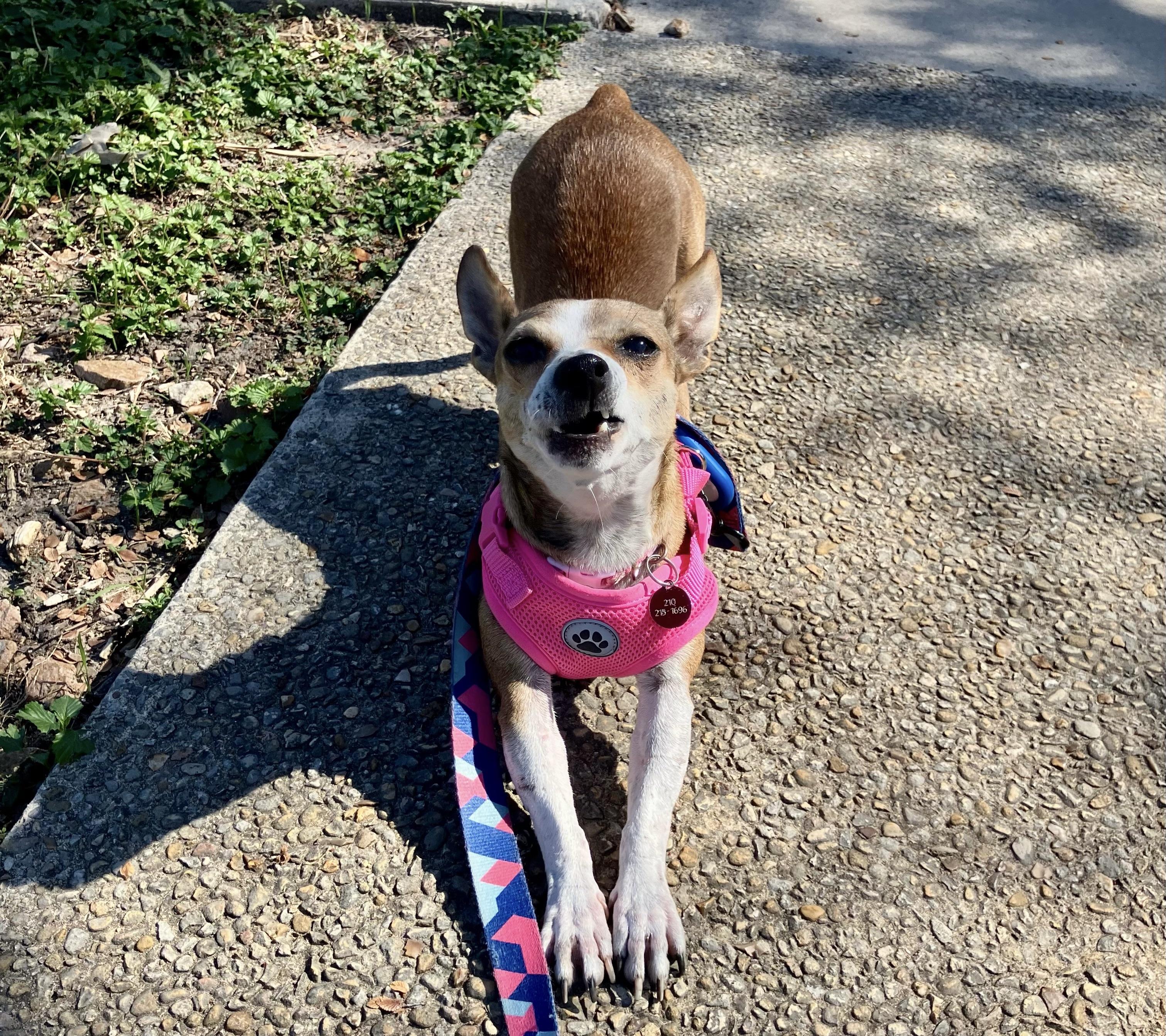 Brandy, a Adoptable mixed breed in San Antonio, TX image 2/6