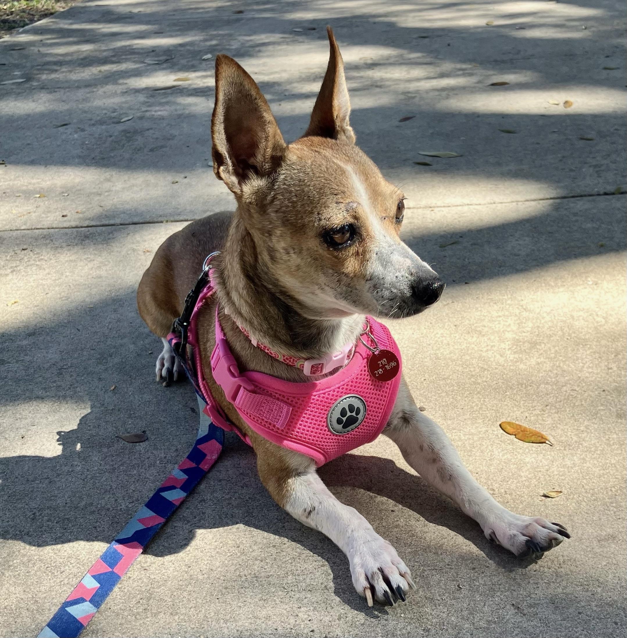 Brandy, a Adoptable mixed breed in San Antonio, TX image 3/6