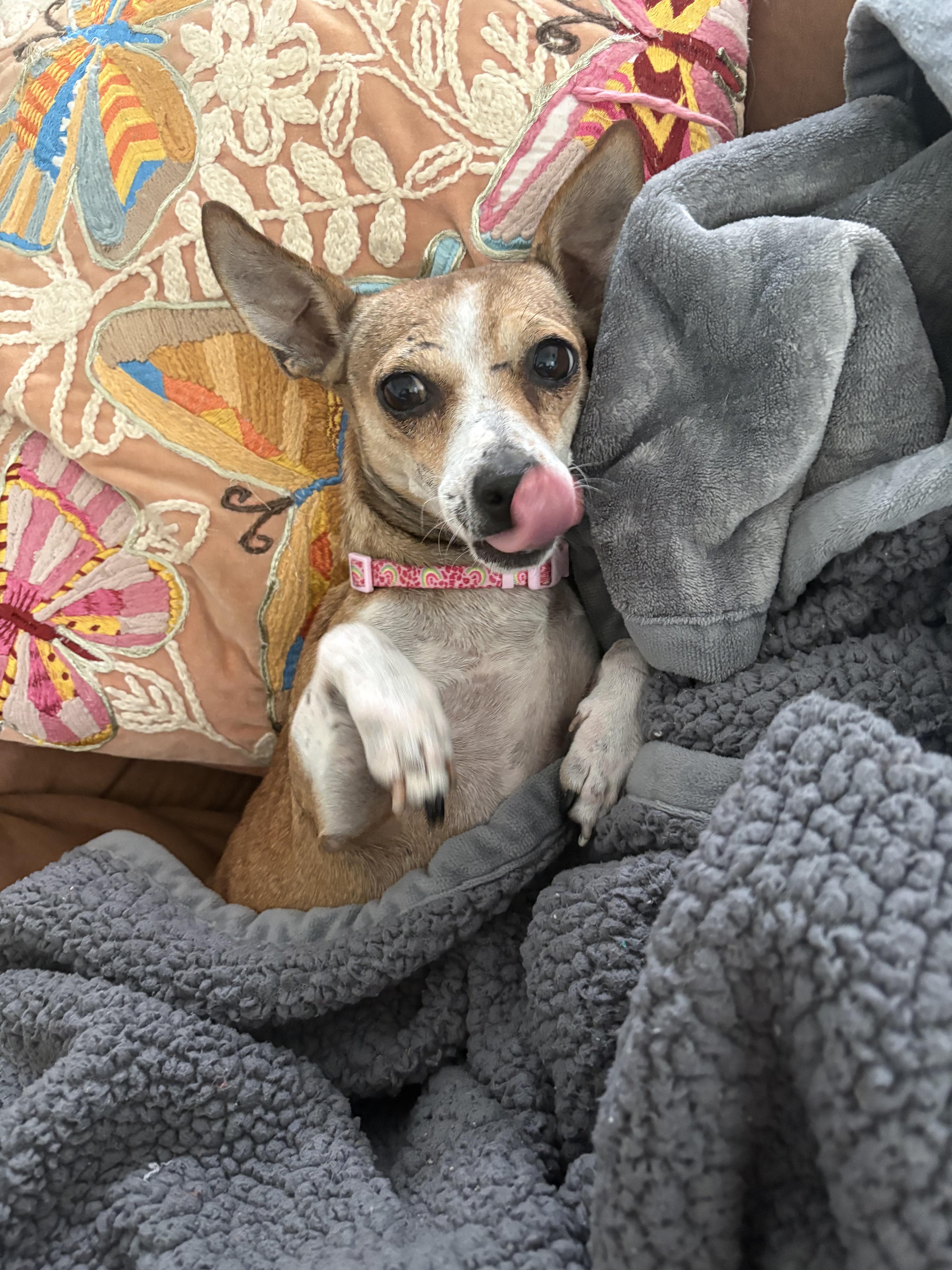 Brandy, a Adoptable mixed breed in San Antonio, TX image 4/6