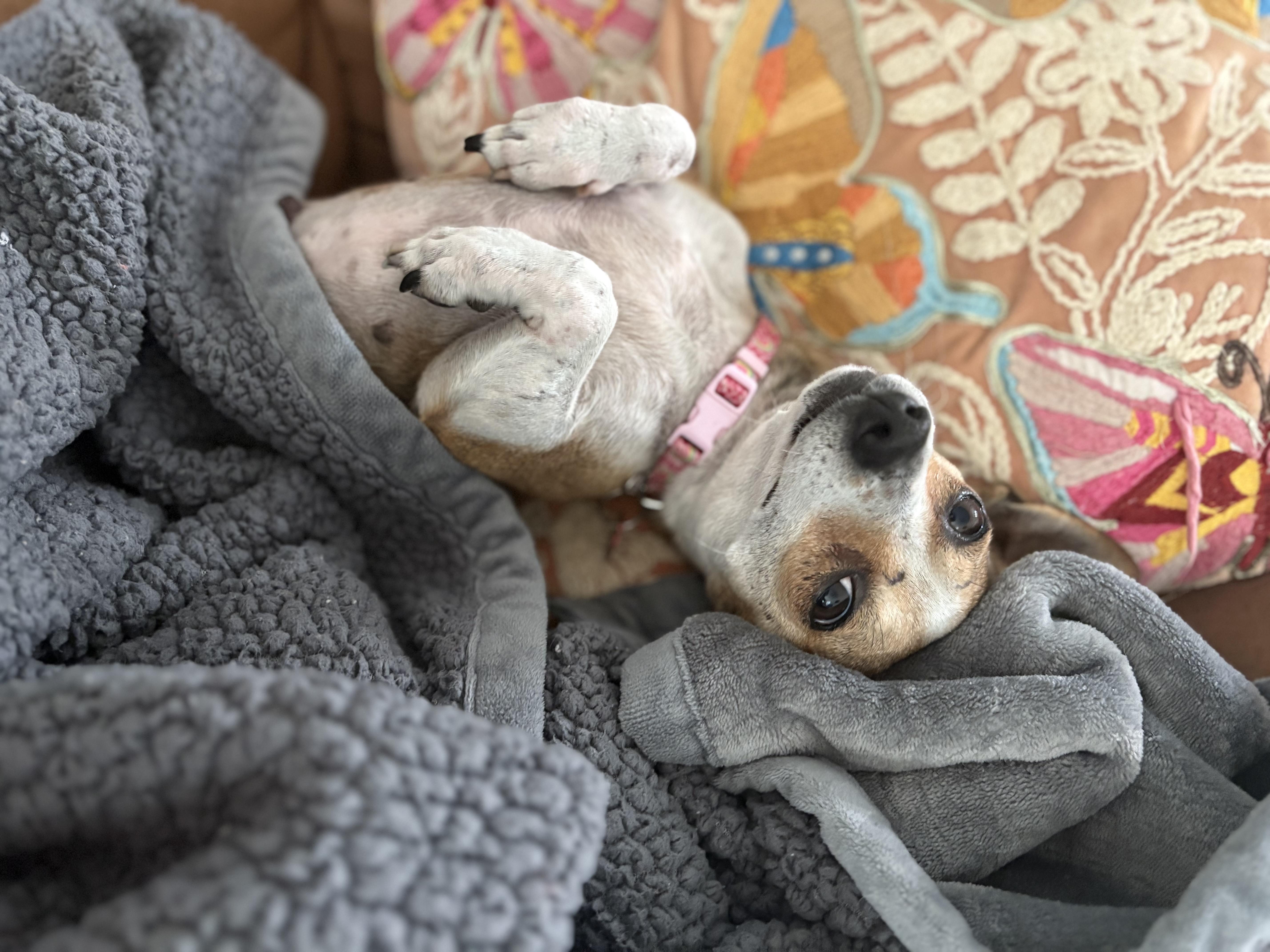 Brandy, a Adoptable mixed breed in San Antonio, TX image 5/6