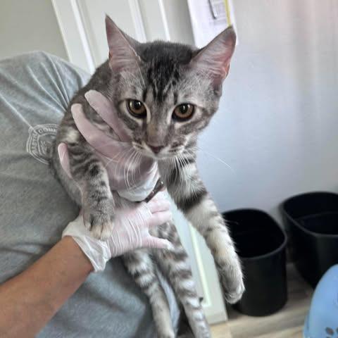 Enlarge Marley 26-09-106, a Adoptable Domestic Short Hair in Bastrop, TX image 1/1