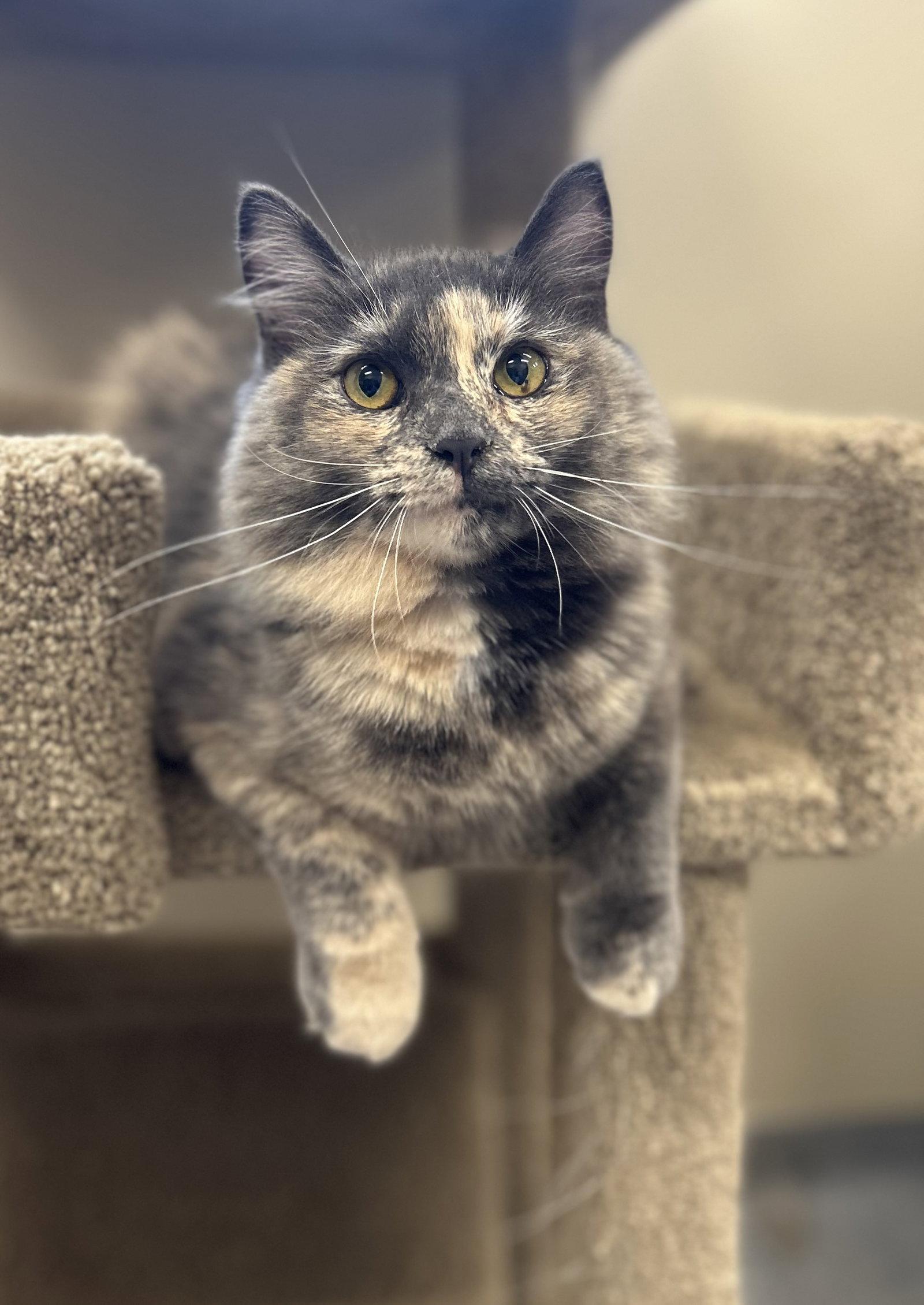 Dolly, Adoptable, Young Female Domestic Medium Hair.