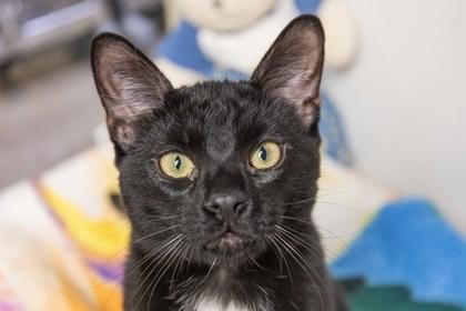 Hemlock, a Adoptable Domestic Short Hair image 1/2