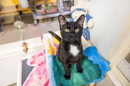 Hemlock, a Adoptable Domestic Short Hair image 2/2