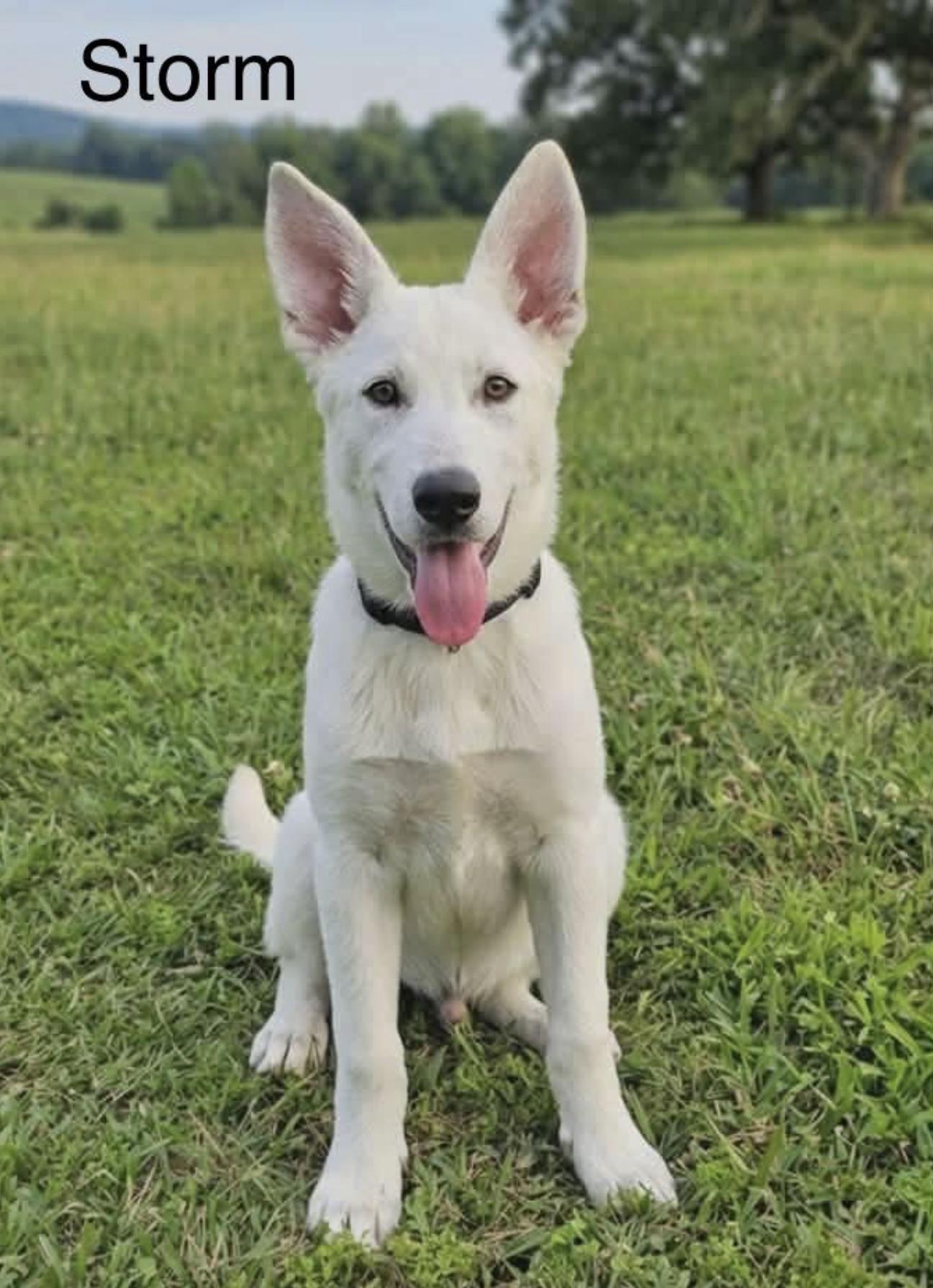 Enlarge Storm, an adopted mixed breed in Ann Arbor, MI image 1/5