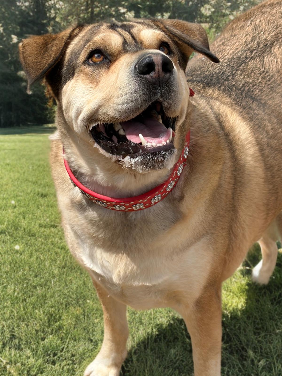 Enlarge Lady, a Adoptable Shepherd in Kingman, AZ image 1/3