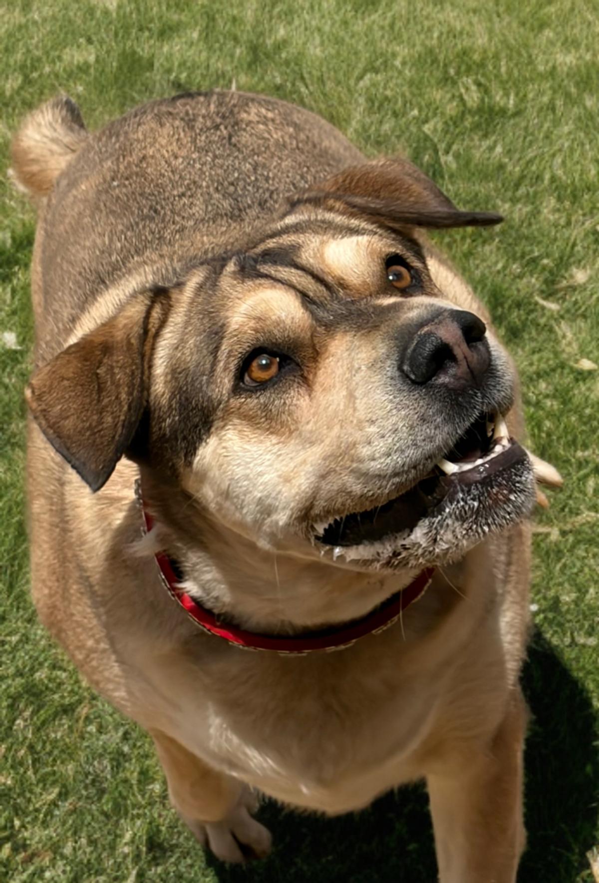 Enlarge Lady, a Adoptable Shepherd in Kingman, AZ image 2/3