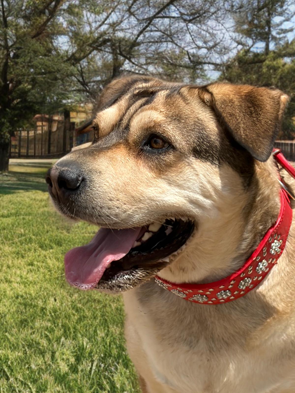Enlarge Lady, a Adoptable Shepherd in Kingman, AZ image 3/3