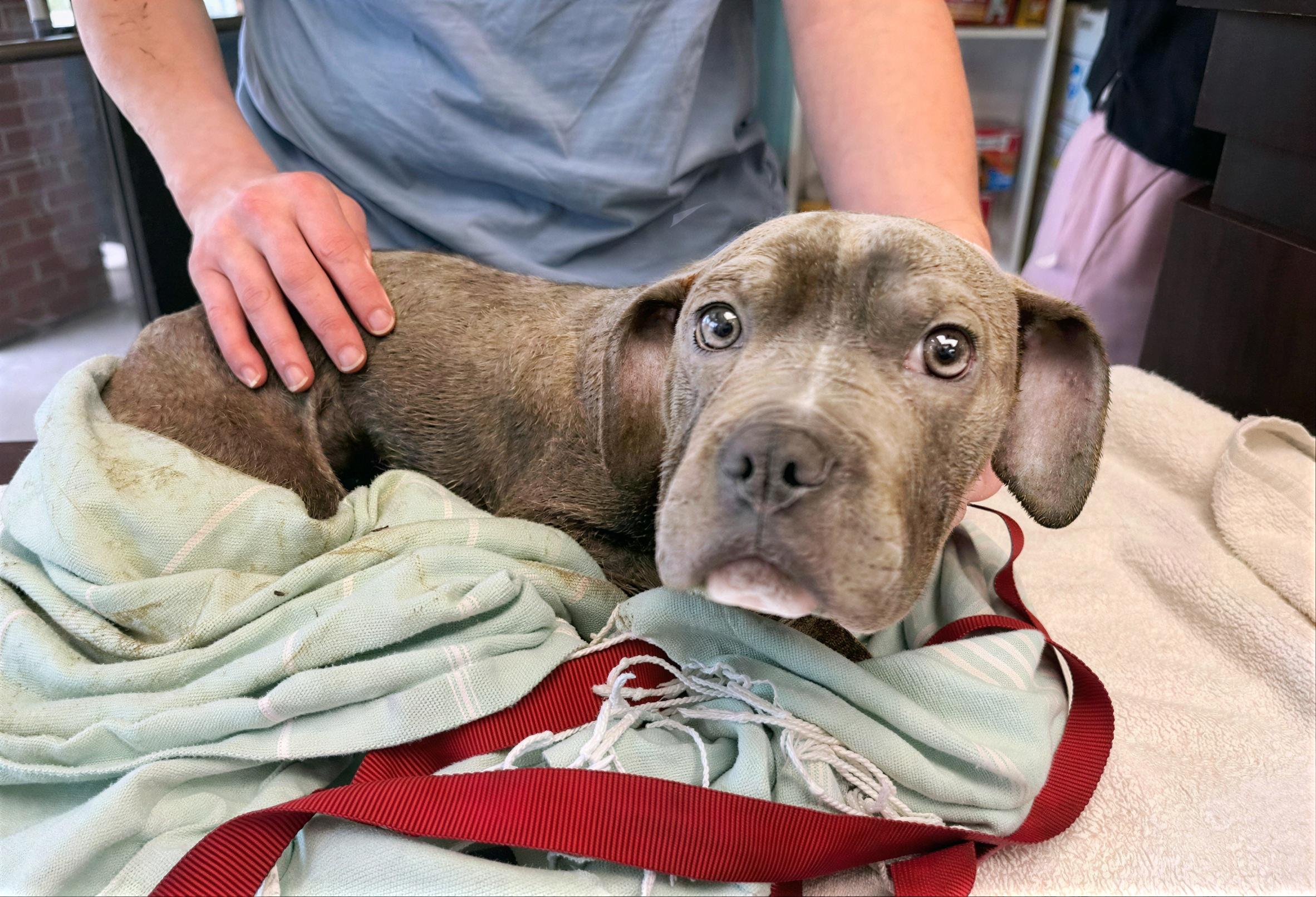 Enlarge Subwoofer, an adopted Mixed Breed in Nashville, TN image 1/1