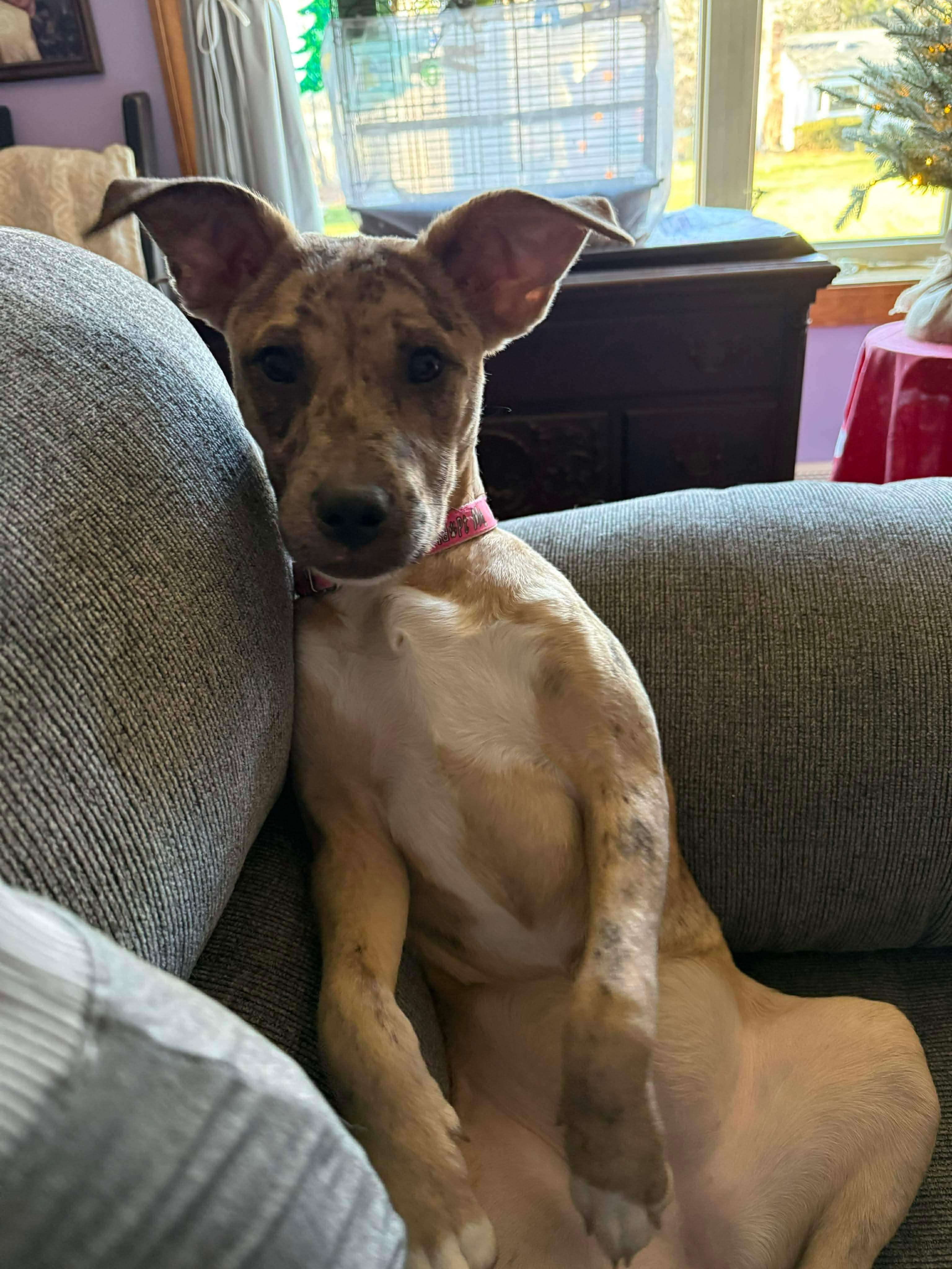 Jane, Adoptable, Puppy Female Pit Bull Terrier.