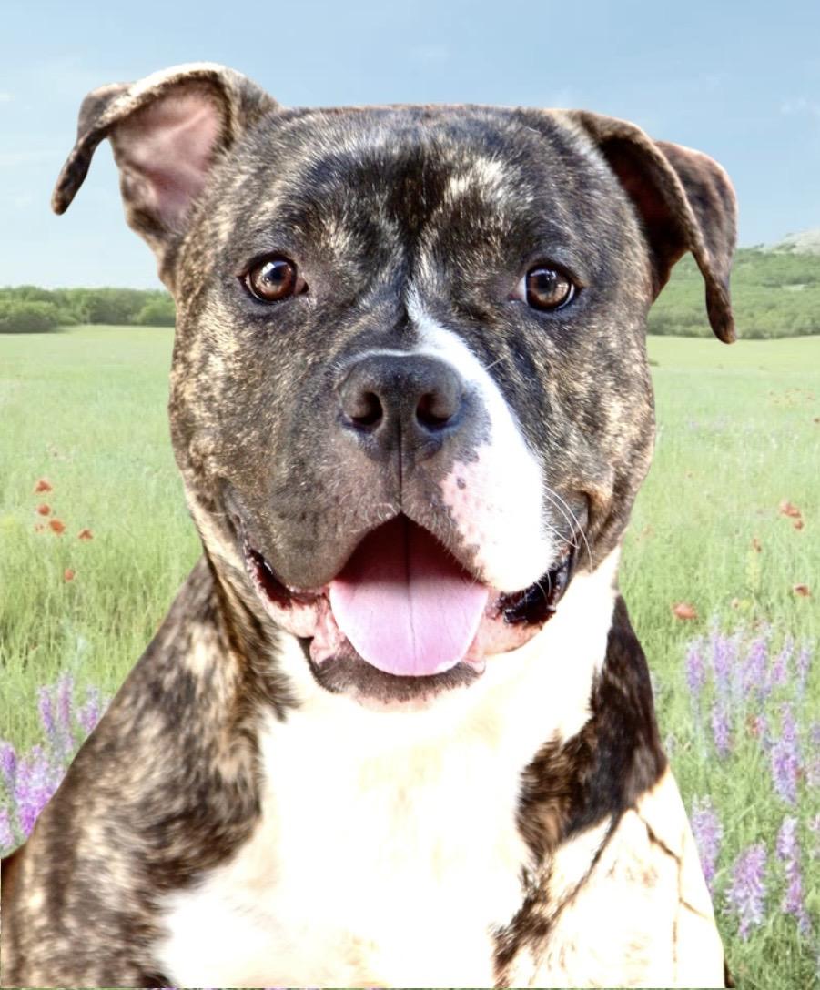 Barney, ADOPTABLE, Adult Male American Bulldog.