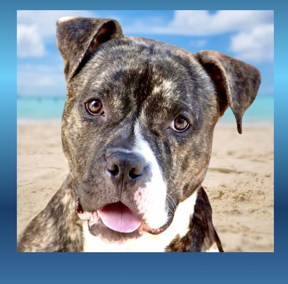 Enlarge Barney, a ADOPTABLE mixed breed in Westfield, NY image 1/6