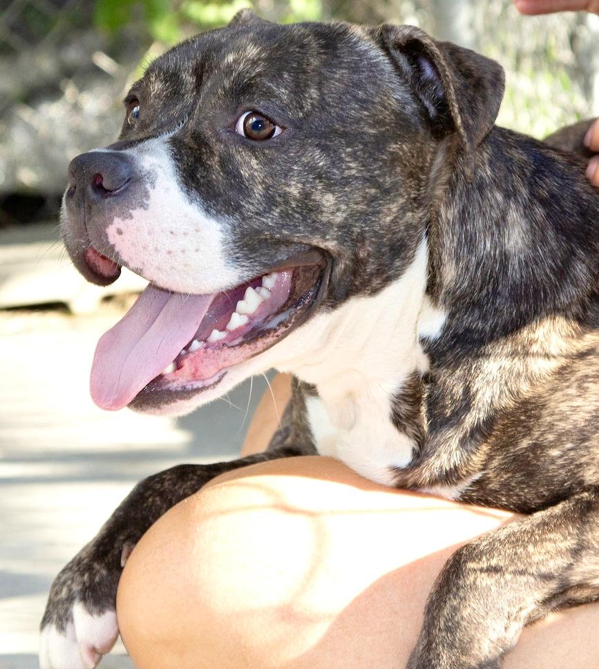 Enlarge Barney, a ADOPTABLE mixed breed in Westfield, NY image 4/6