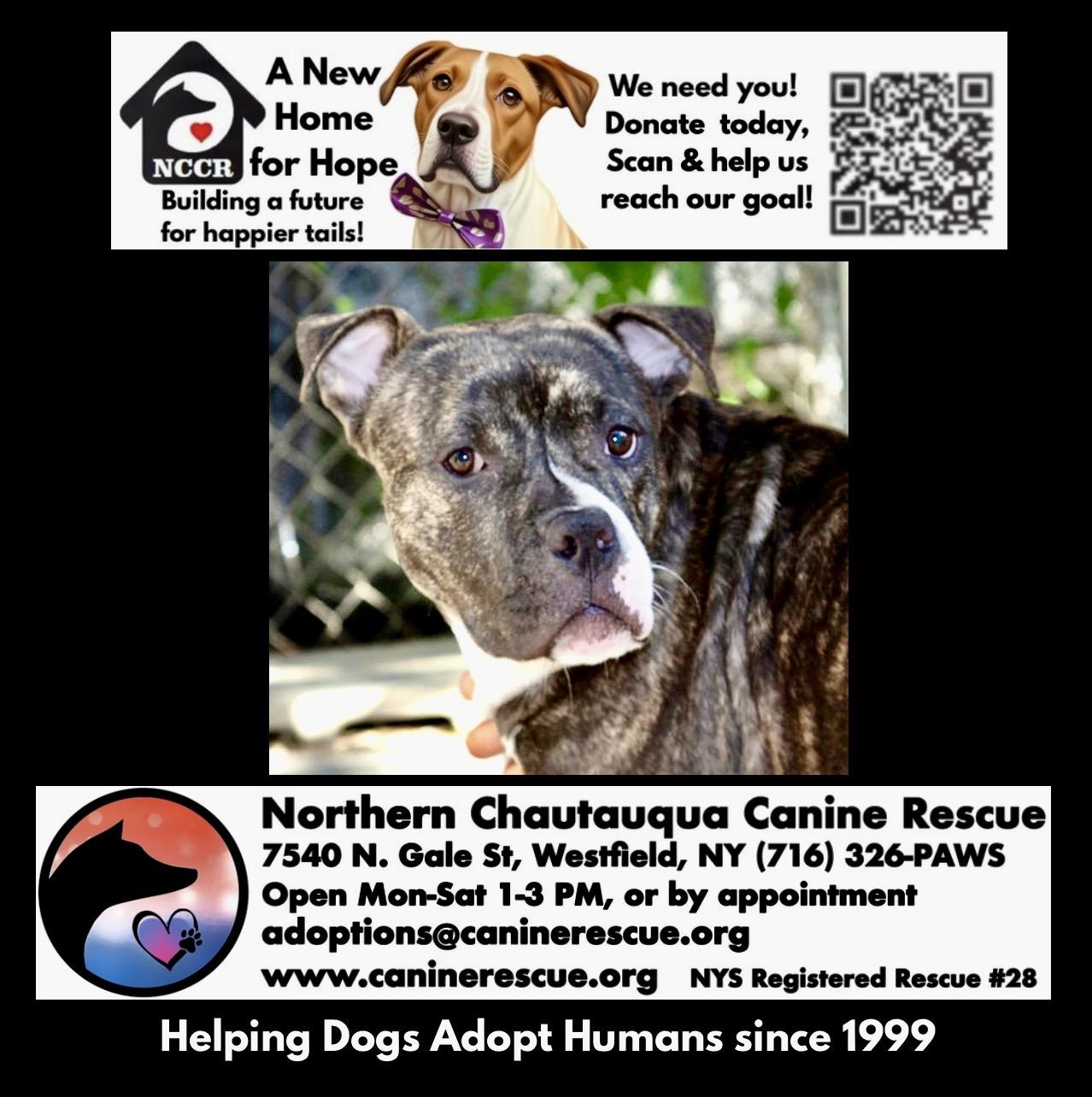 Enlarge Barney, a ADOPTABLE mixed breed in Westfield, NY image 6/6