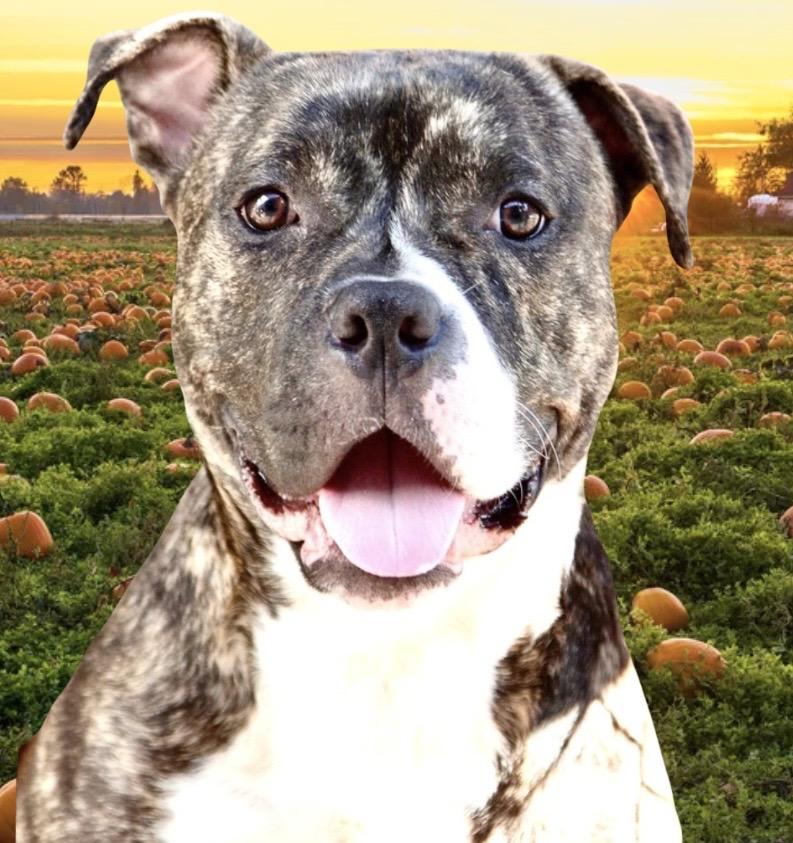 Barney, Adoptable, Adult Male American Bulldog.