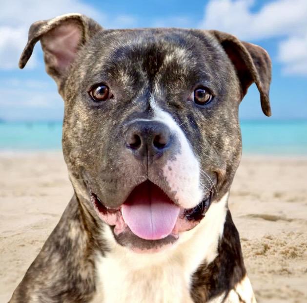 Enlarge Barney, a ADOPTABLE mixed breed in Westfield, NY image 2/6