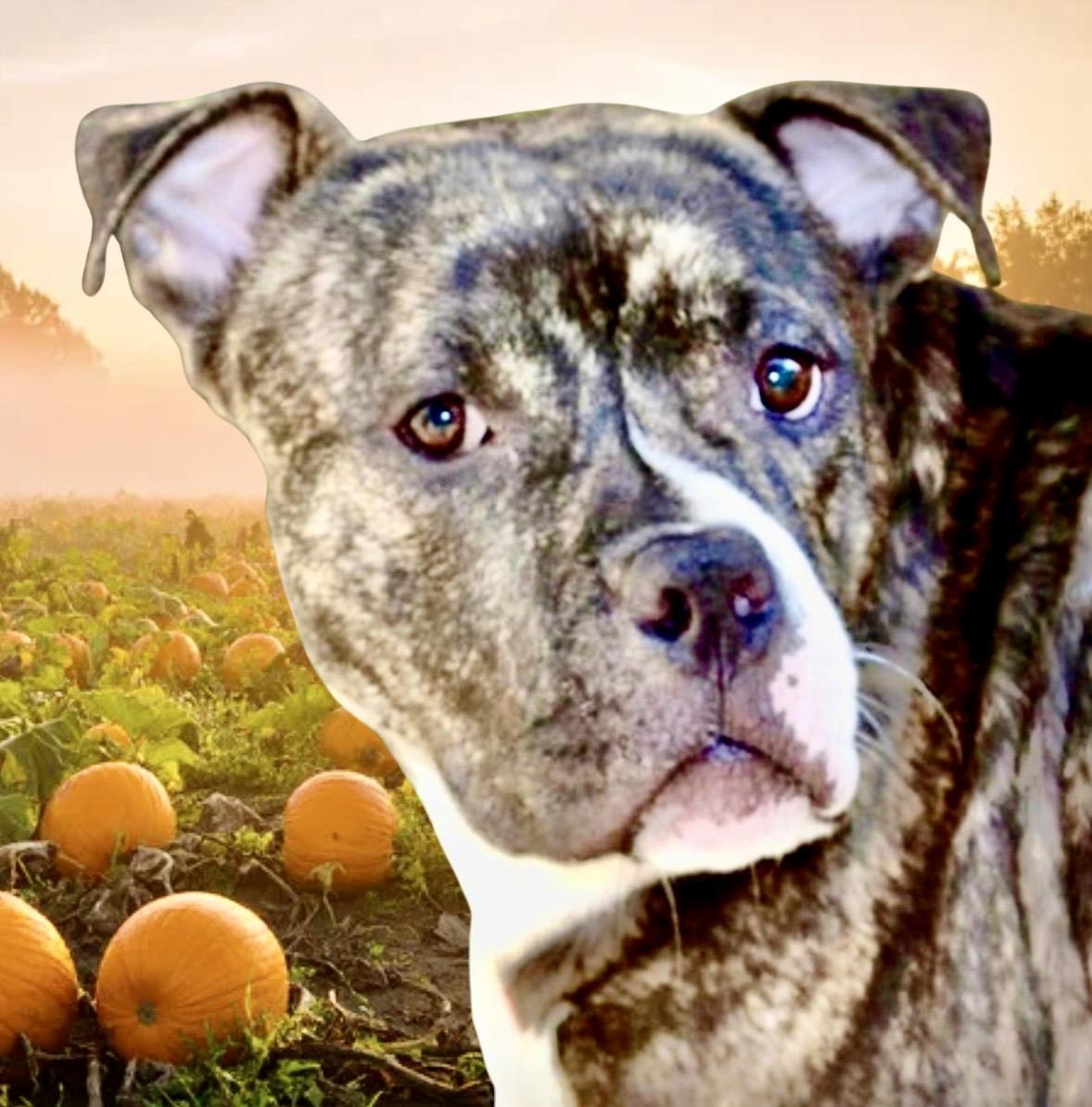 Enlarge Barney, a Adoptable mixed breed in Westfield, NY image 2/6