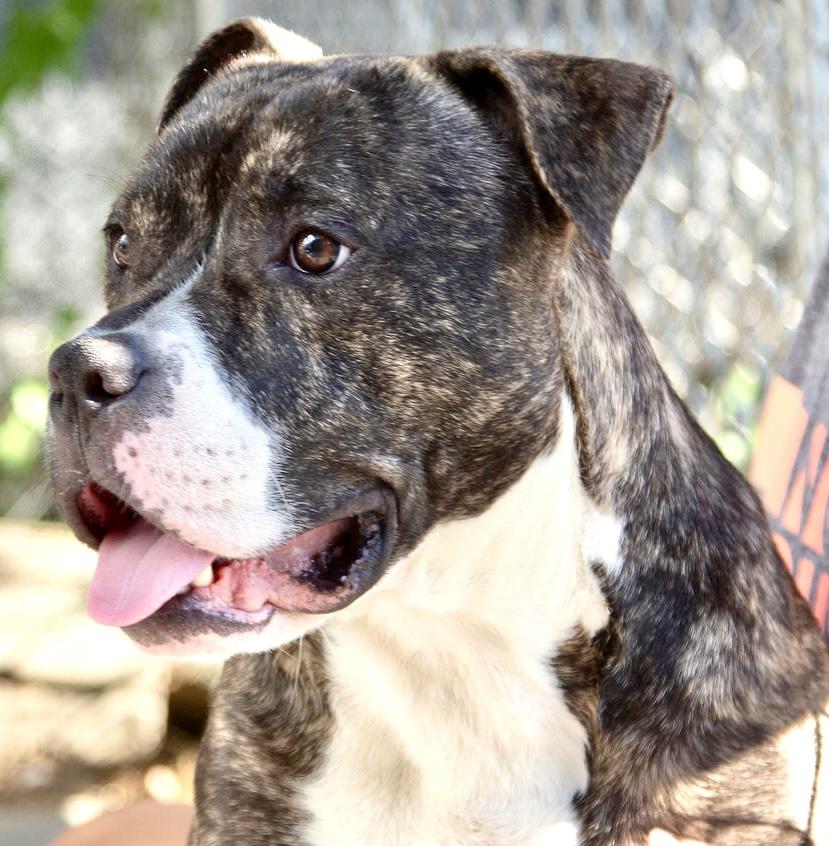 Enlarge Barney, a ADOPTABLE mixed breed in Westfield, NY image 3/6