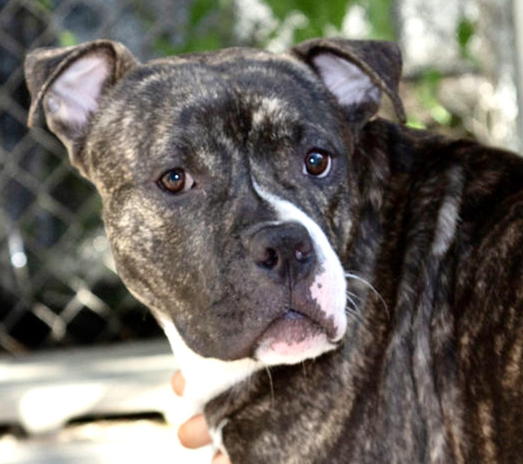 Enlarge Barney, a ADOPTABLE mixed breed in Westfield, NY image 5/6