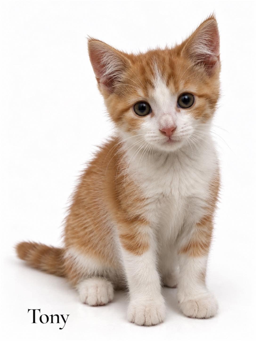 Tony, Adoptable, Kitten Male Domestic Short Hair.