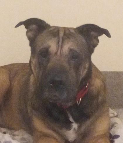 Rosa, a Adoptable mixed breed in Everett, WA image 1/2