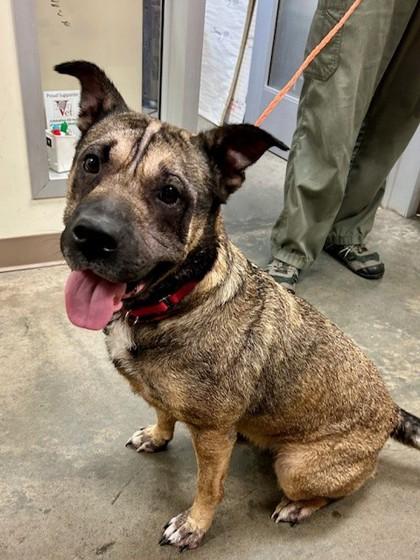 Rosa, a Adoptable mixed breed in Everett, WA image 2/2