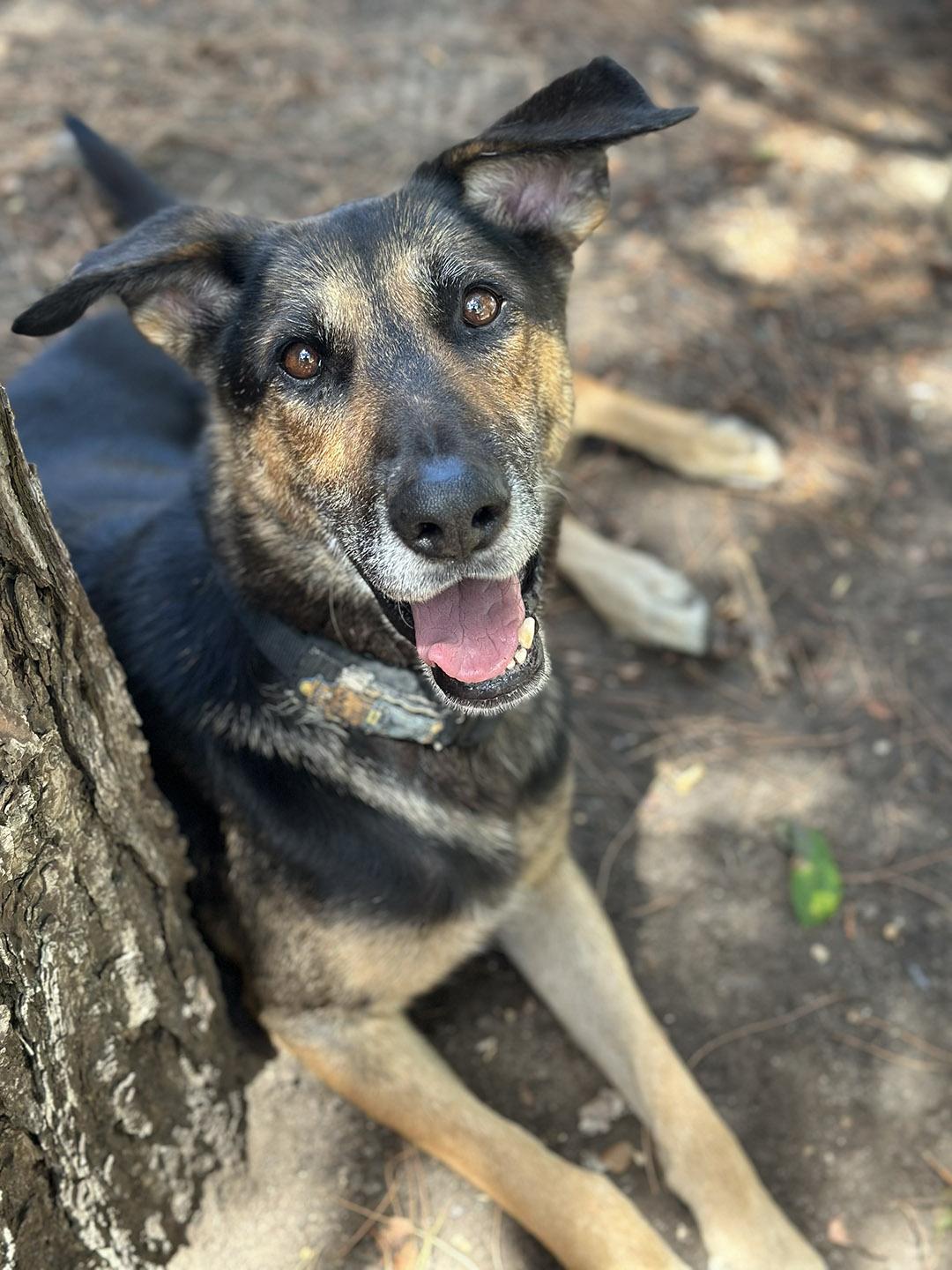 Bear, an adoption pending mixed breed in Worcester, MA image 3/5