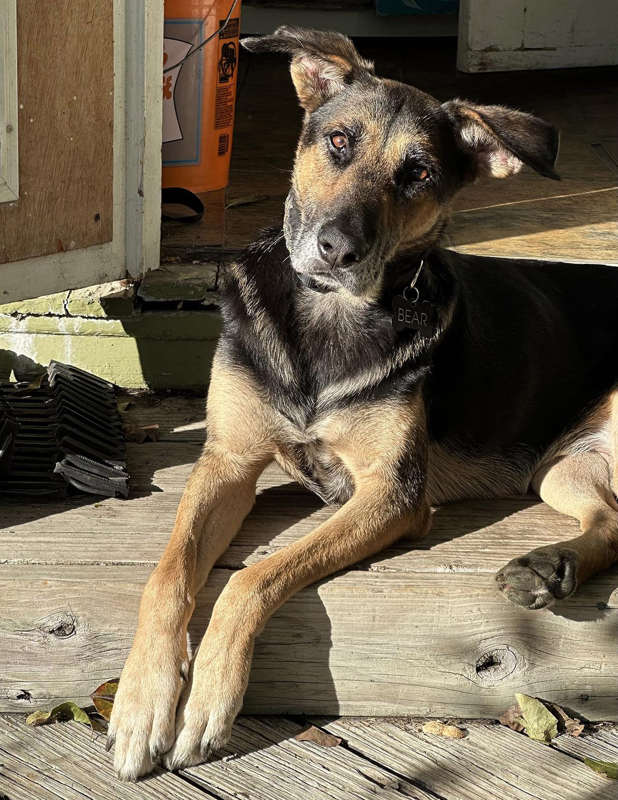 Bear, an adoption pending mixed breed in Worcester, MA image 4/5