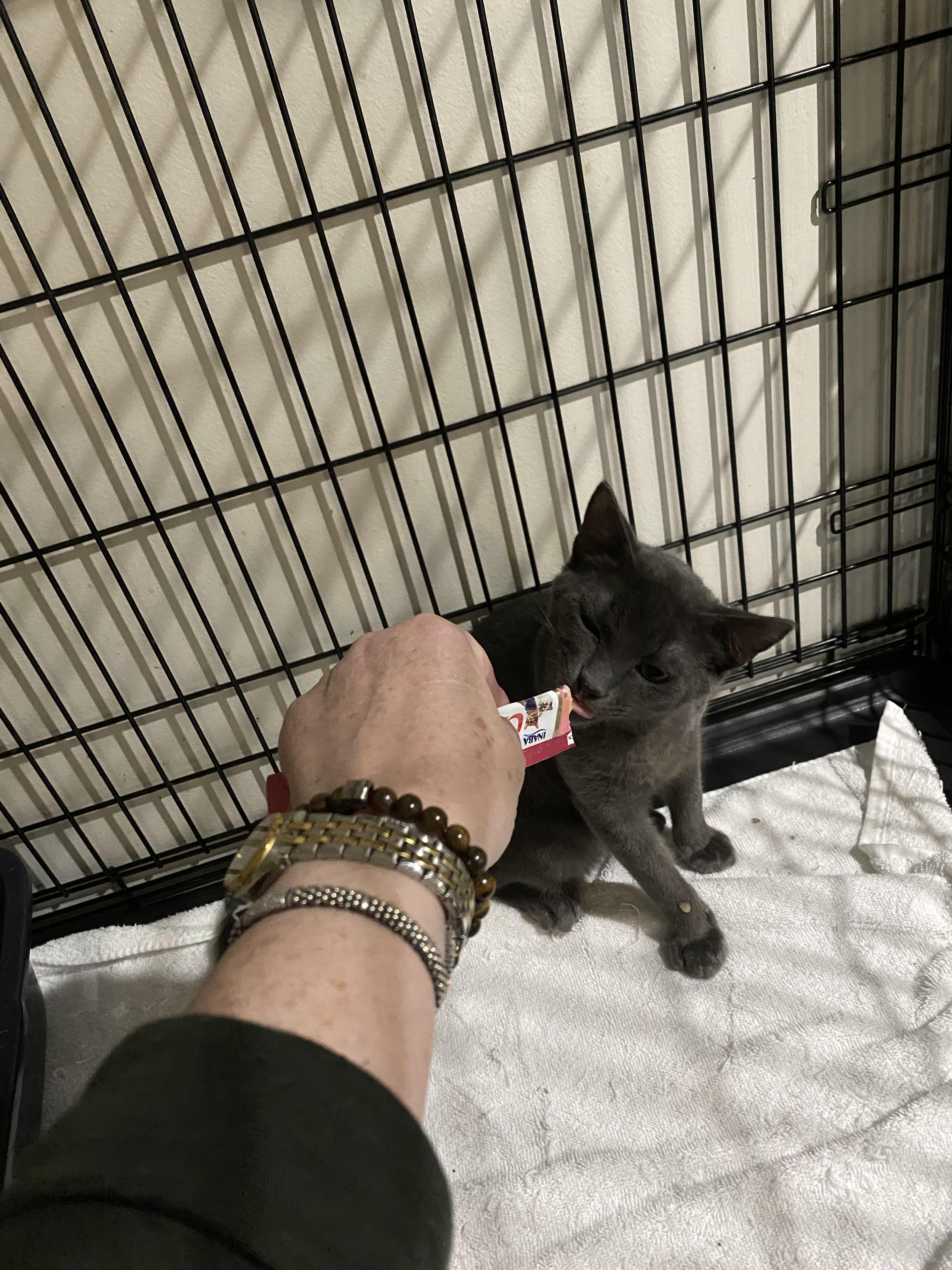 Milton, Adopted, Kitten Male Russian Blue.