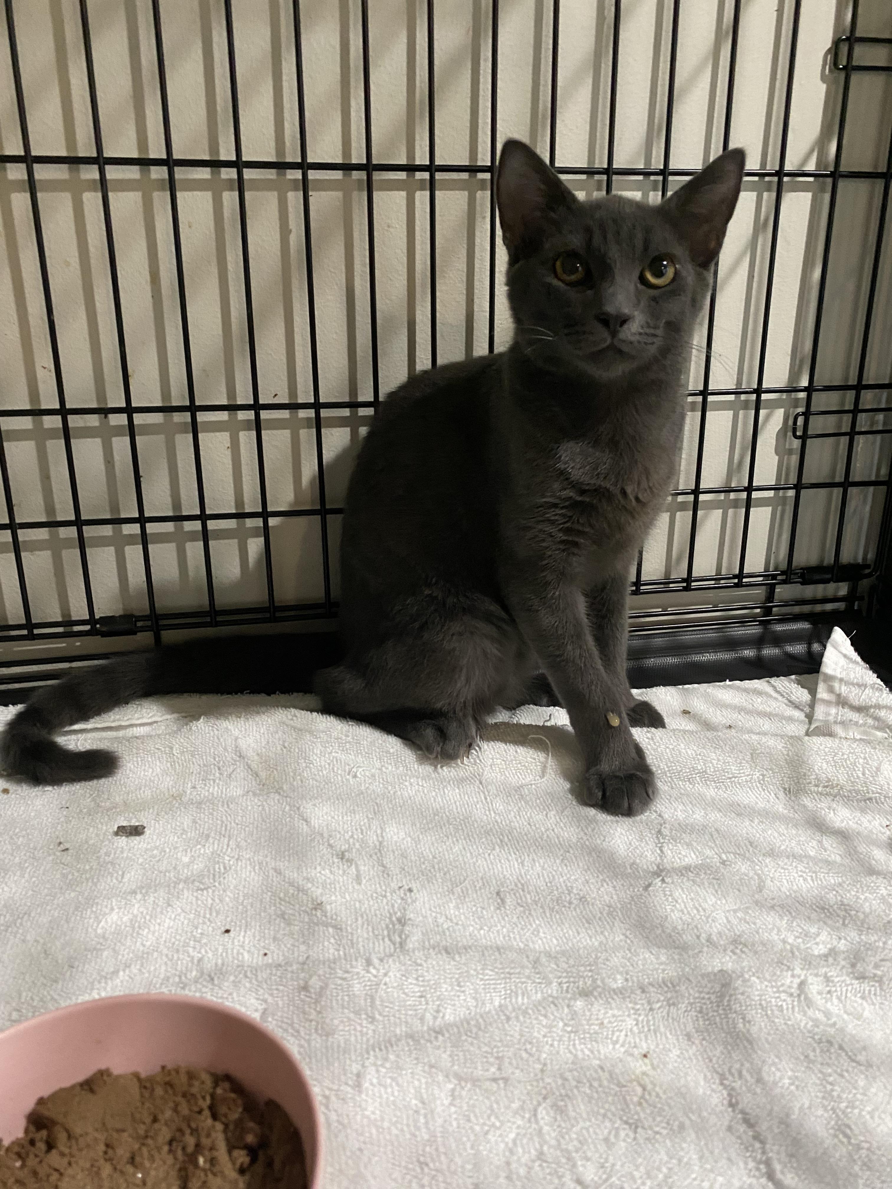 Milton, a Adopted mixed breed in Pinson, AL image 2/4