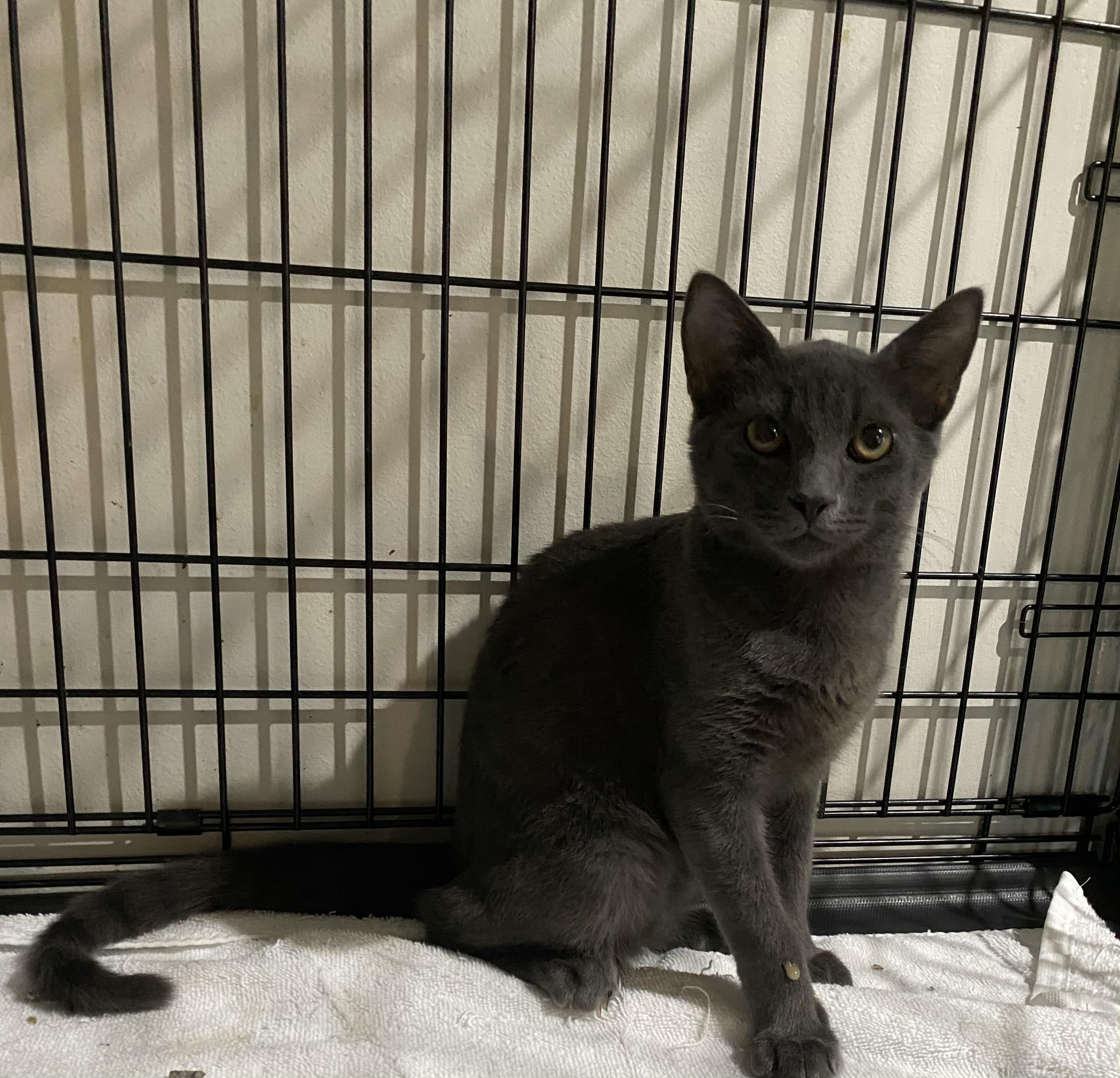 Milton, a Adopted mixed breed in Pinson, AL image 4/4