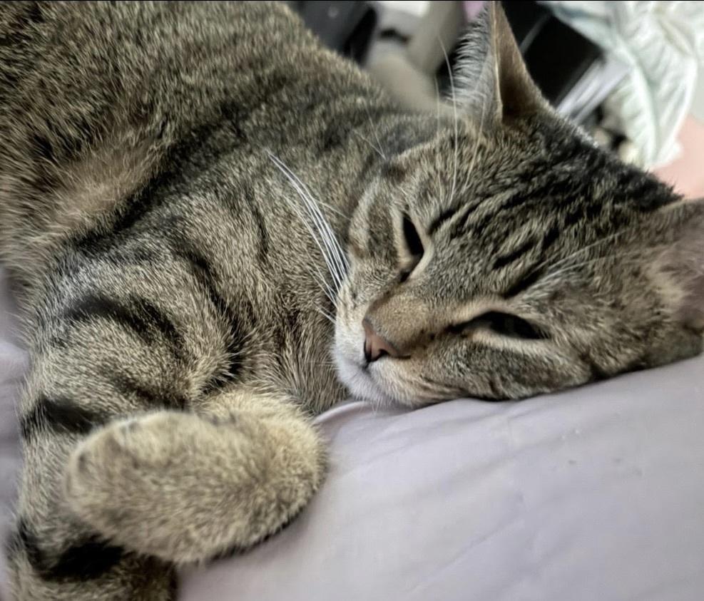 Enlarge Steve (Bonded with sister Carol), a Adoptable Domestic Short Hair in Little Rock, AR image 1/3