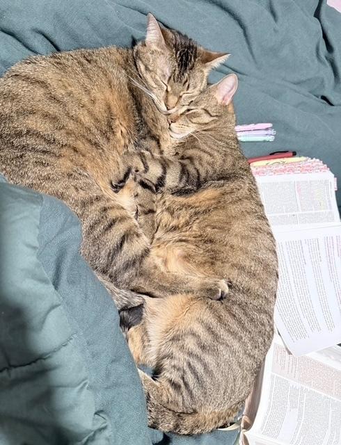 Enlarge Steve (Bonded with sister Carol), a Adoptable Domestic Short Hair in Little Rock, AR image 2/3