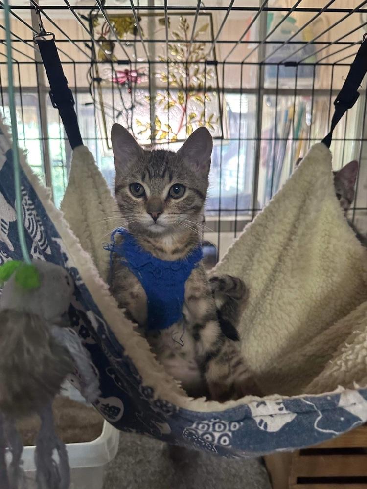 Enlarge Steve (Bonded with sister Carol), a Adoptable Domestic Short Hair in Little Rock, AR image 3/3