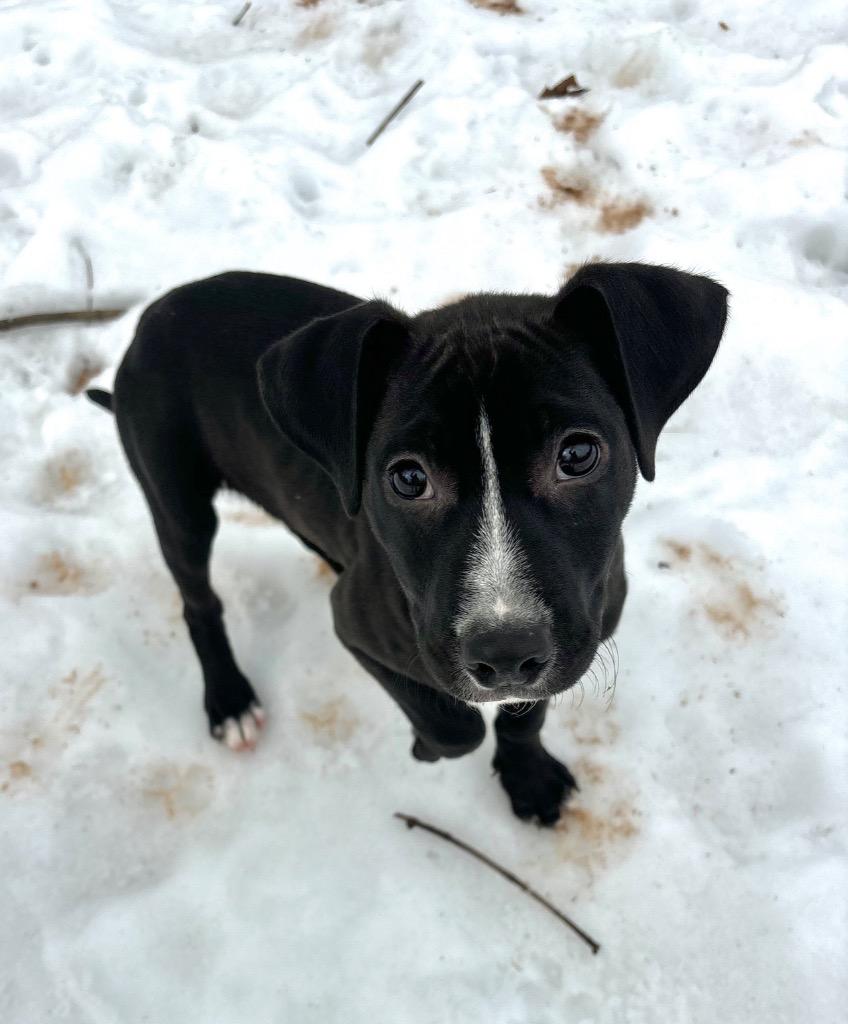 Enlarge Tux, a Adoptable mixed breed in Albion, NY image 1/3