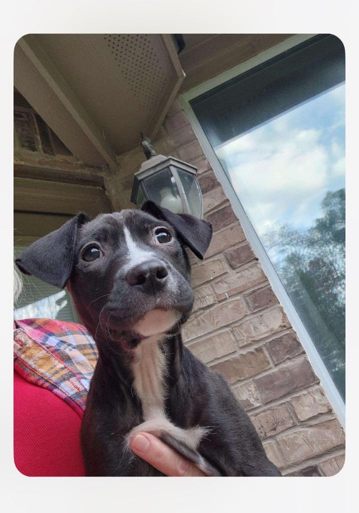 Enlarge Tux, a Adoptable mixed breed in Albion, NY image 2/3