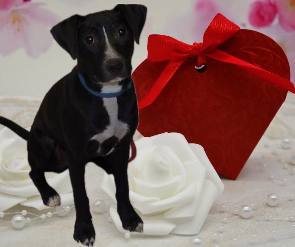 Enlarge Tux, a Adoptable mixed breed in Albion, NY image 3/3
