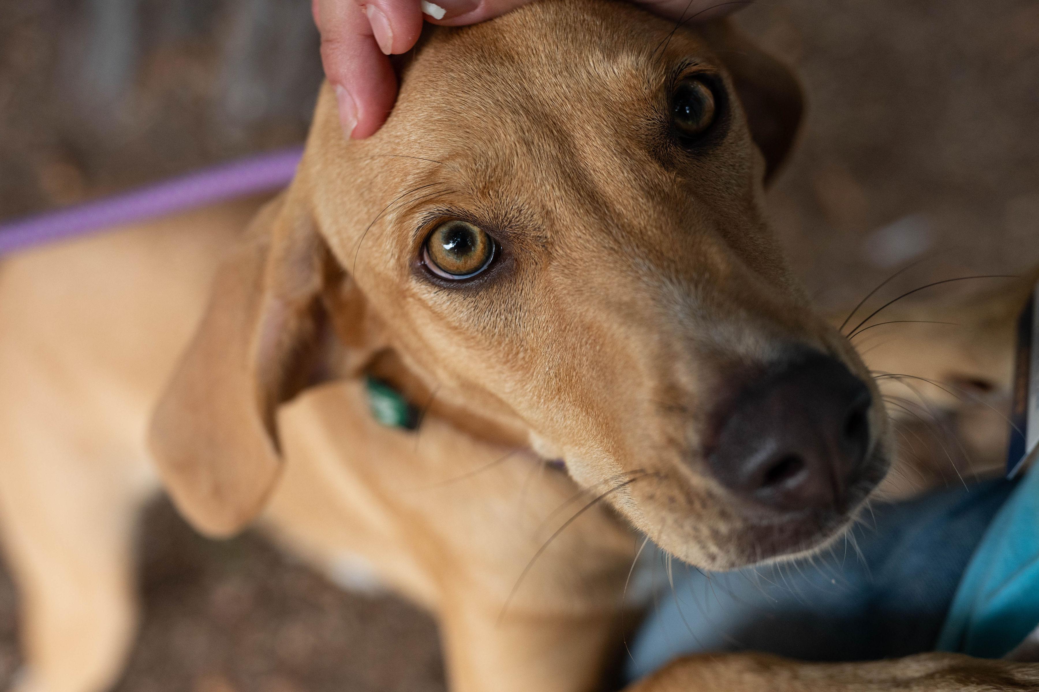 Enlarge Zuri, a Adopted mixed breed in Santa Rosa, CA image 4/5