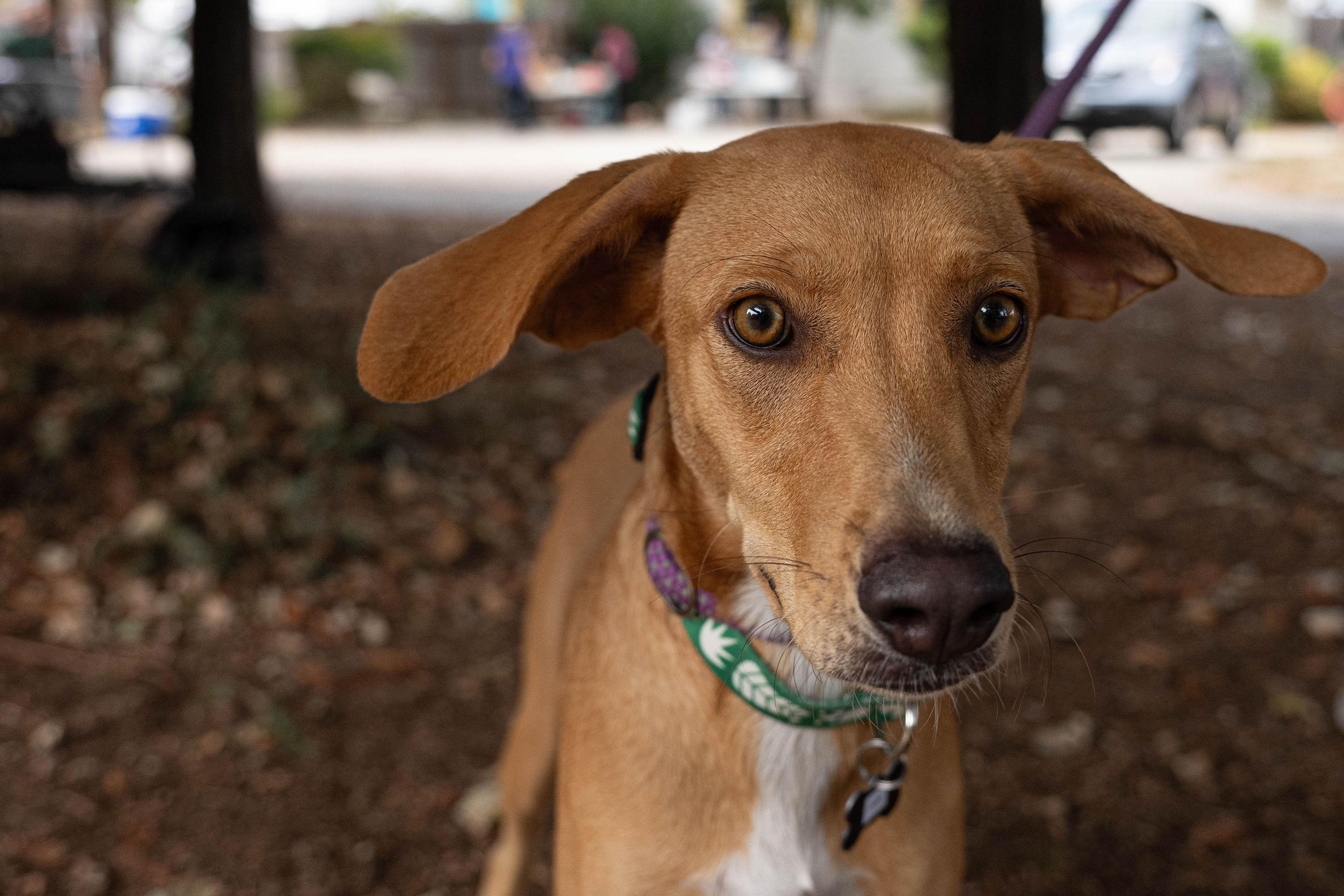 Enlarge Zuri, a Adopted mixed breed in Santa Rosa, CA image 3/5