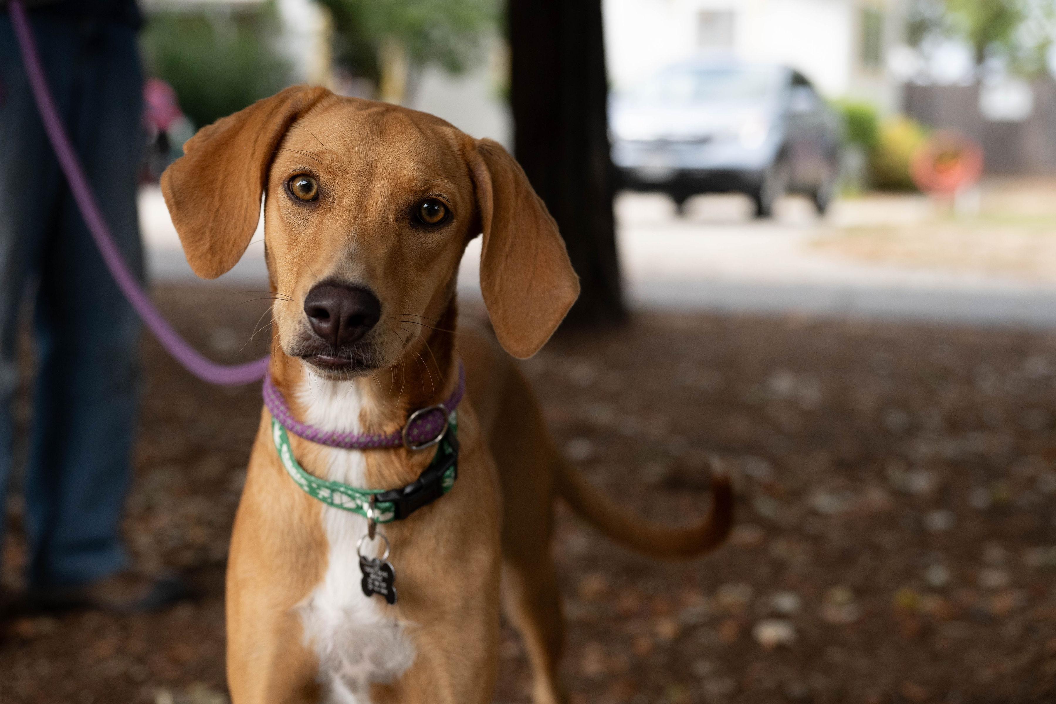 Zuri, Adopted, Puppy Female Hound.